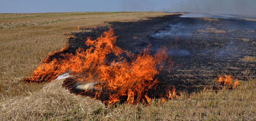 Informaţii privind interdicția arderii miriștilor și a resturilor vegetale pe terenul arabil, precum și a vegetației pajiștilor permanente