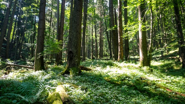 păduri cvasi-virgine Romania