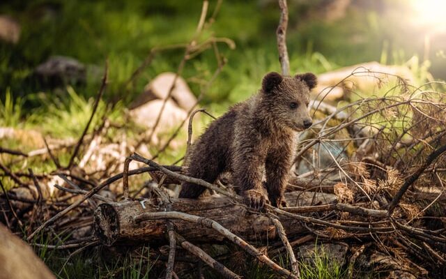 ursi bruni conservare fauna padure animale salbatice romania