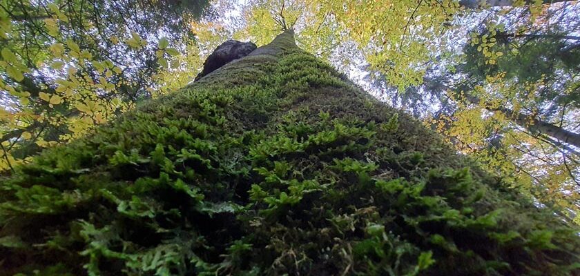 paduri virgine natura copaci eco padure Primul hub destinat pădurilor virgine din România