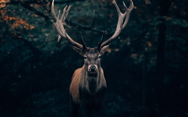 cerb capriara natura fauna padure biodiversitate fauna animale protejate WWF România își publică raportul național privind infracționalitatea contra speciilor sălbatice