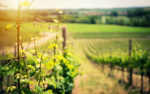 vin wine vita de vie alira viticultura