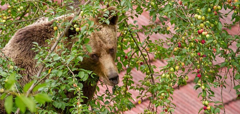 WWF România strânge fonduri pentru implementarea soluției pilot de la Tușnad siguranță pentru oameni - protecție pentru urși