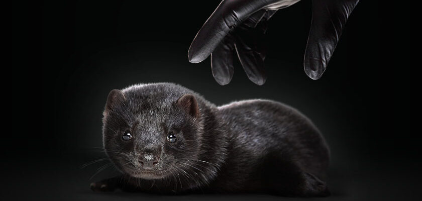 Fur-Free Friday: Humane Society International face un apel către publicul larg să contribuie la interzicerea fermelor de blănuri în România