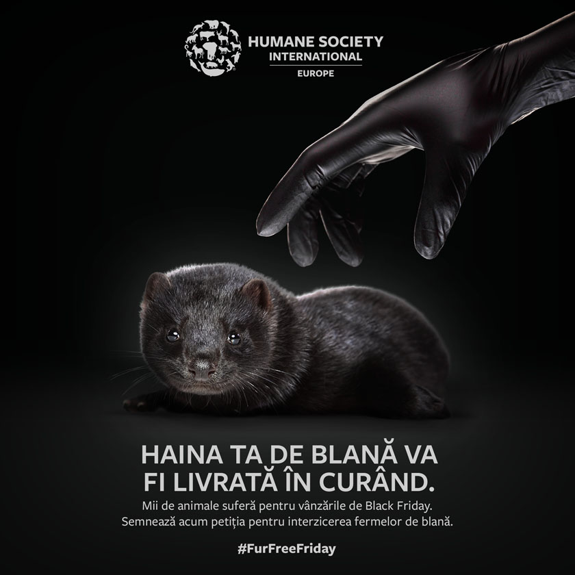 Fur-Free Friday: Humane Society International face un apel către publicul larg să contribuie la interzicerea fermelor de blănuri în România