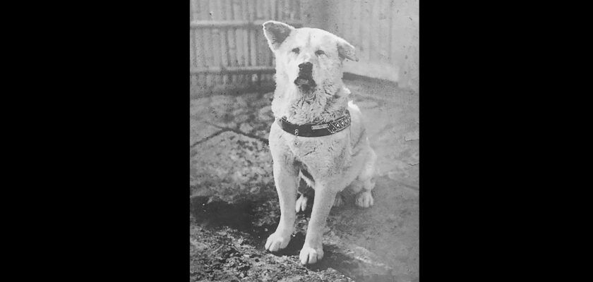Hachiko Legenda loialității Japonia