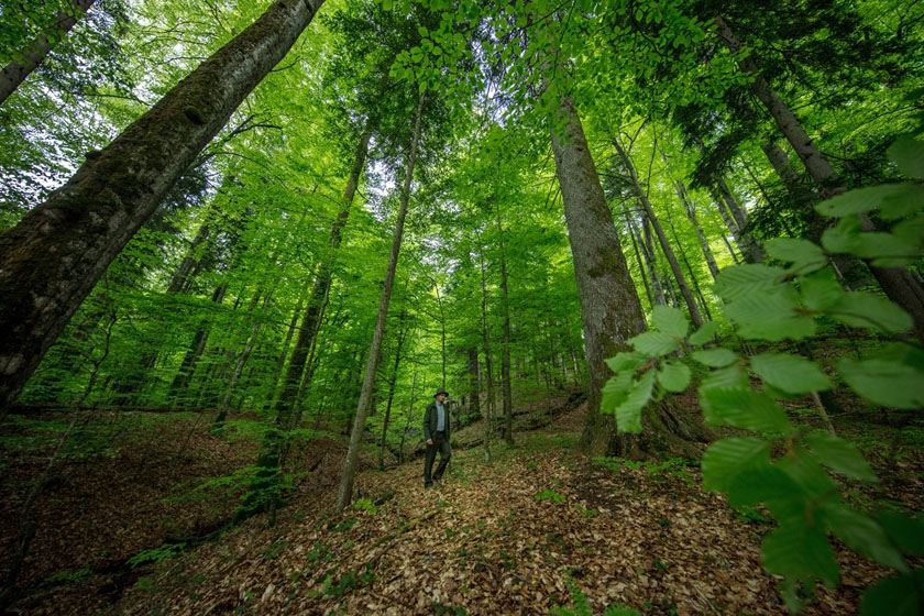 Un Pas Semnificativ în Conservarea Biodiversității- a fost aprobat Planul de Management pentru Situl de Importanță Comunitară ROSCI0285 Codrii Seculari de la Strâmbu Băiuț 2