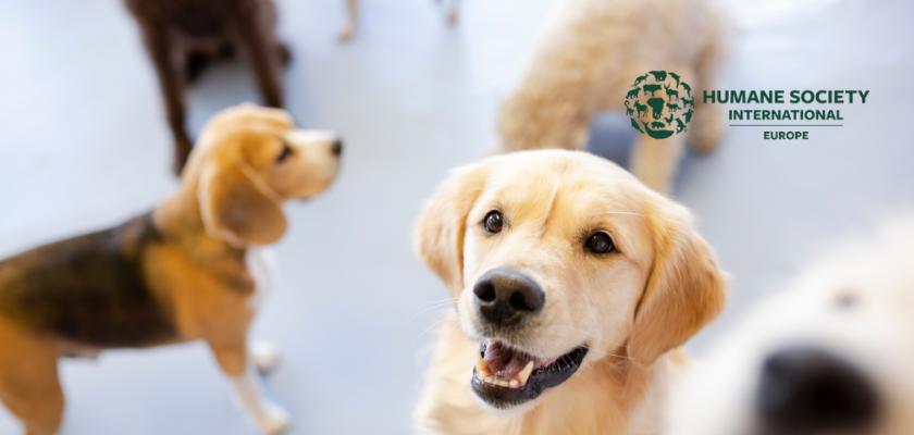 humane society international