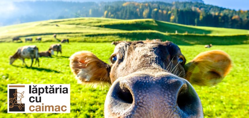 Agroserv Măriuța - Lăptăria cu Caimac