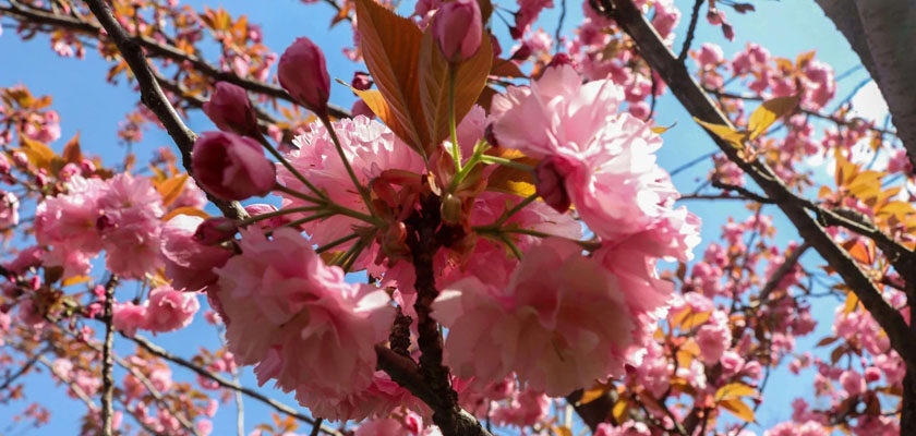 Hanami- Tradiție, Estetică și Sărbătoare 27 martie în Japonia e Ziua Florilor de Cireș 6