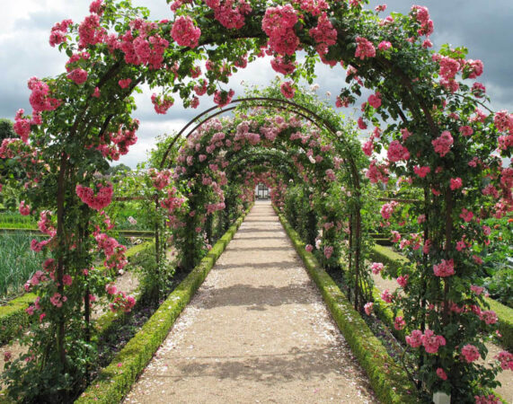 Famous Roses