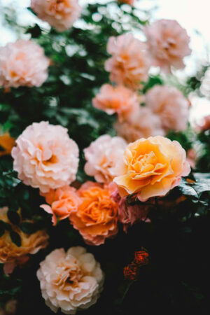 Famous Roses