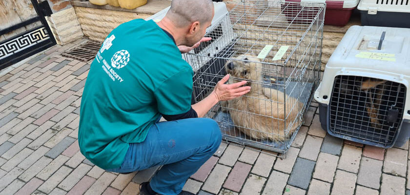 Veterinary project in Romania