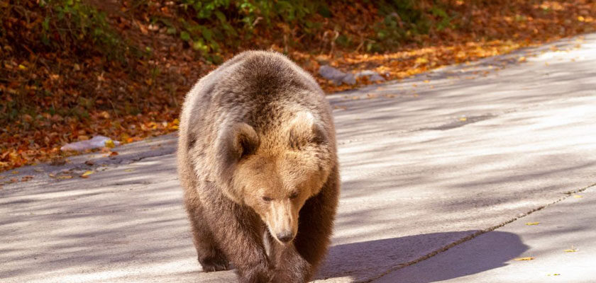 wwf romania baile tusnad
