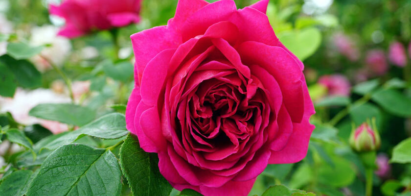 trandafiri Famous Roses Bulgaria (3)