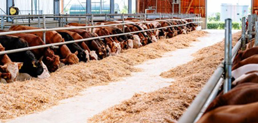 Frații Doroftei își extind investițiile în agricultură. Valoarea fermelor deținute a ajuns la 30 de milioane de euro (2)