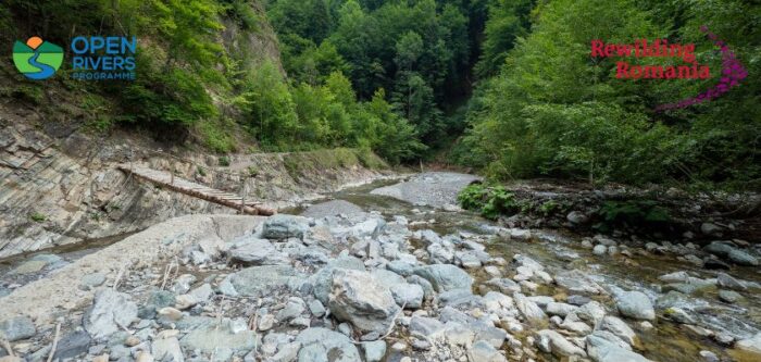 Rewilding România demarează un proiect de restaurare a râurilor în Carpații Meridionali finanțat prin Programul Open Rivers