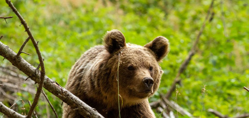 WWF Romania Gestionarea Ursilor Gal-Laszlo-1024x683