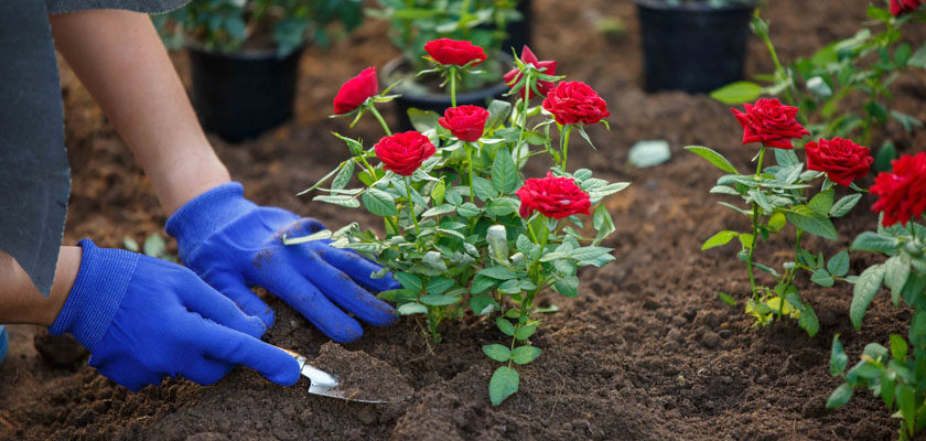 Famous Roses trandafiri