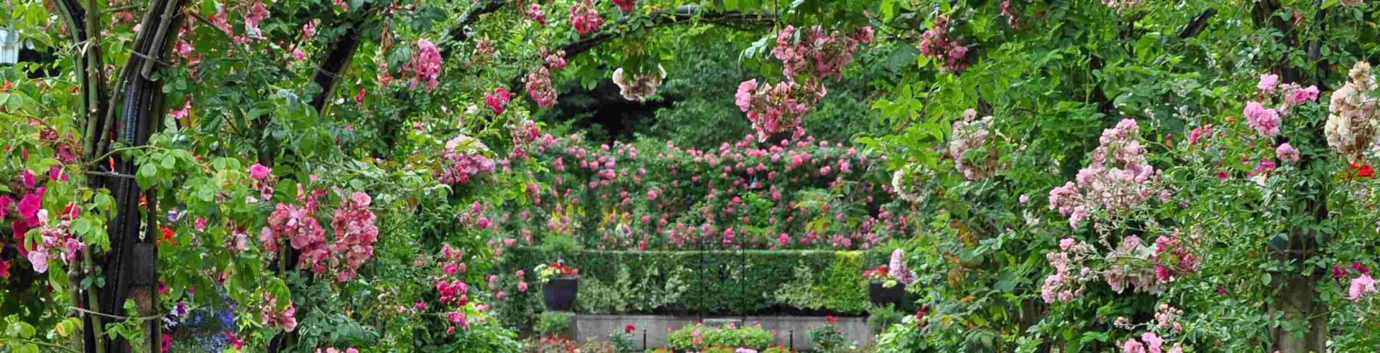 Sfaturi și recomandări pentru fertilizarea trandafirilor de grădină în luna august Famous Roses_2