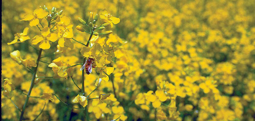 corteva agriscience_canola crop_solutions for romanian farmers in enhancing agricultural biodiversity
