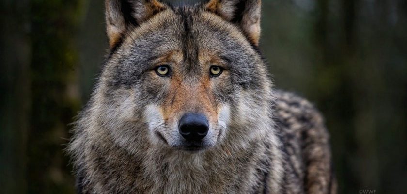 lupi WWF România