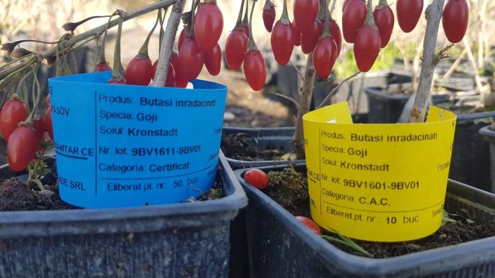 Pepiniera Goji Romanesc plantatie cultura butasi
