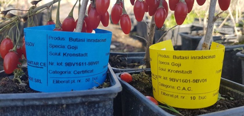 Pepiniera Goji Romanesc plantatie cultura butasi