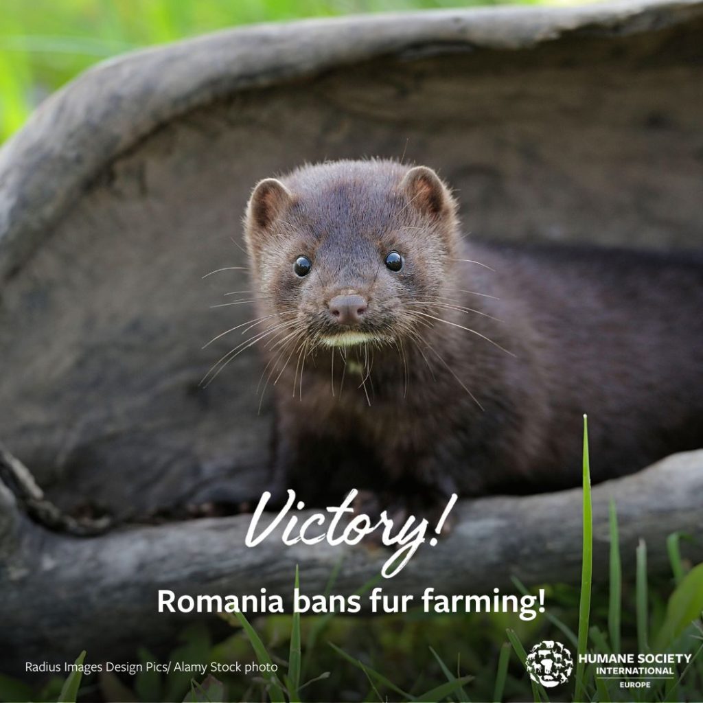 România interzice fermele de blănuri