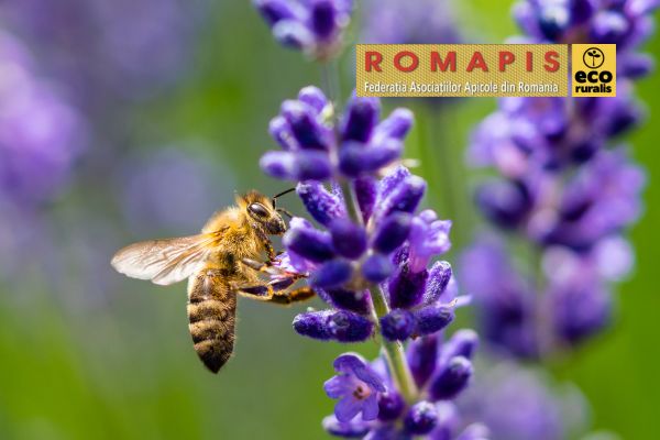 Eco Ruralis și ROMAPIS Neonicotinoidele