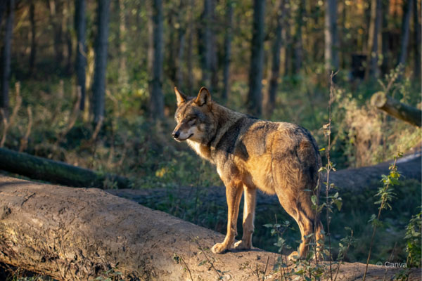 wwf romania lup