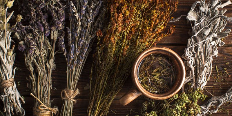 Plante Medicinale Românești și Utilizarea lor în Medicina Tradițională