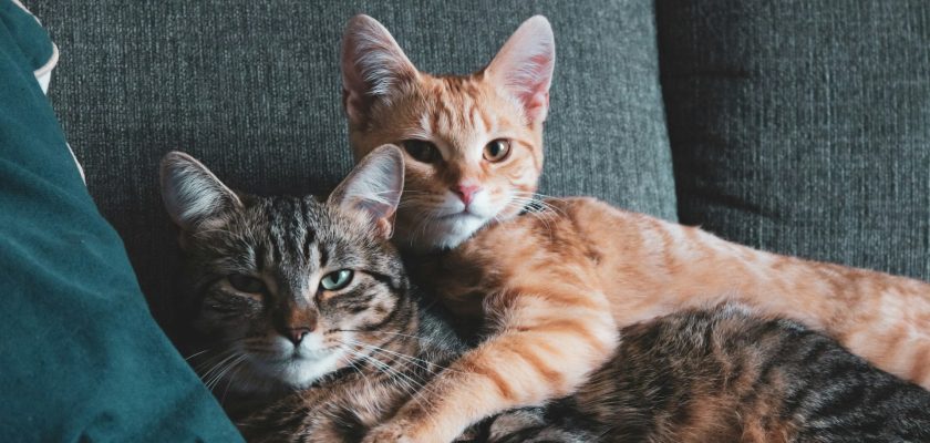 terapia cu pisici terapie pisica relaxare