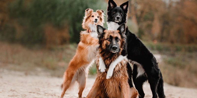 Câinii și a treia etapă a domesticirii Cum ne schimbă stilul de viață evoluția companionilor noștri