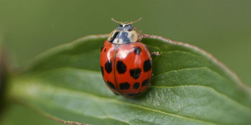 Insectele dispar în masă Biodiversitatea globală, în pericol