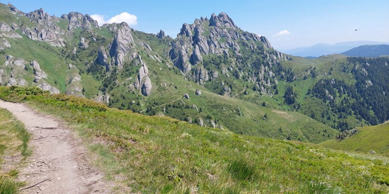 Munții Ciucaș în luna iunie: opt flori spectaculoase care transformă potecile în galerii naturale