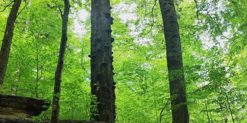 terapie forestieră, Băiuț, WWF România, sănătate mintală, păduri, conservare