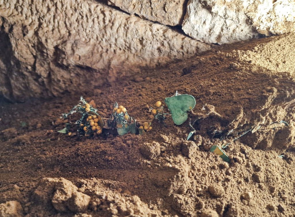 Descoperire istorică la Mangalia Necropola Callatis scoate la lumină artefacte unice în România 1