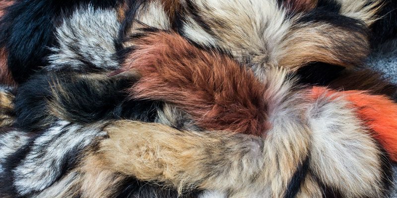 Blănurile naturale și realitatea fermelor europene: răspuns la afirmațiile Humane World for Animals