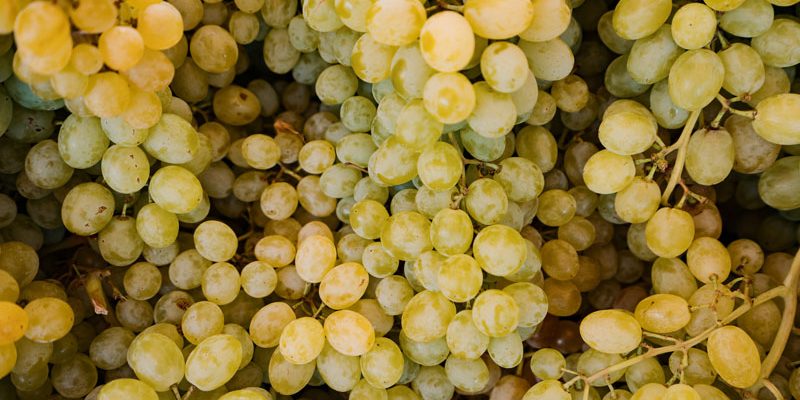 Tămâioasa Românească, struguri aromatici, vinuri dulci, soiuri românești, vin de desert