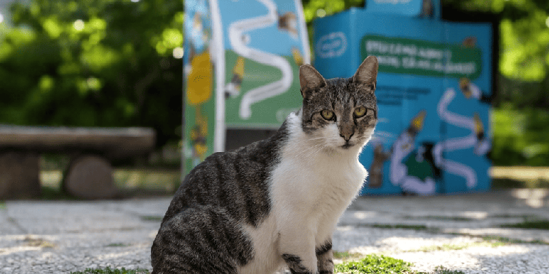 RetuRO, Asociația Sache, automate hrană pisici, reciclare PET, sustenabilitate București