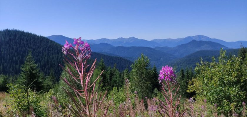 „Vis de copil – Flora din Parcul Național Călimani” invită elevii din 4 județe să creeze pe globuri de sticlă; expoziție și premiere la Cazinoul Băilor Vatra Dornei.
