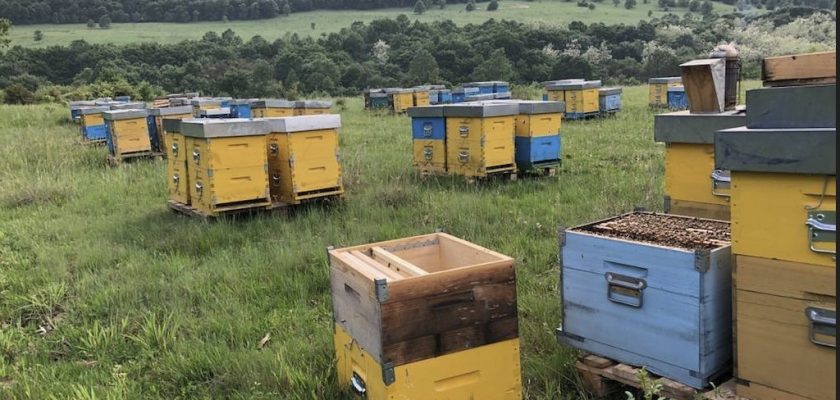 adoptă un stup, protecția albinelor, Apivest, apicultură sustenabilă, biodiversitate, responsabilitate socială, miere naturală, afaceri verzi
