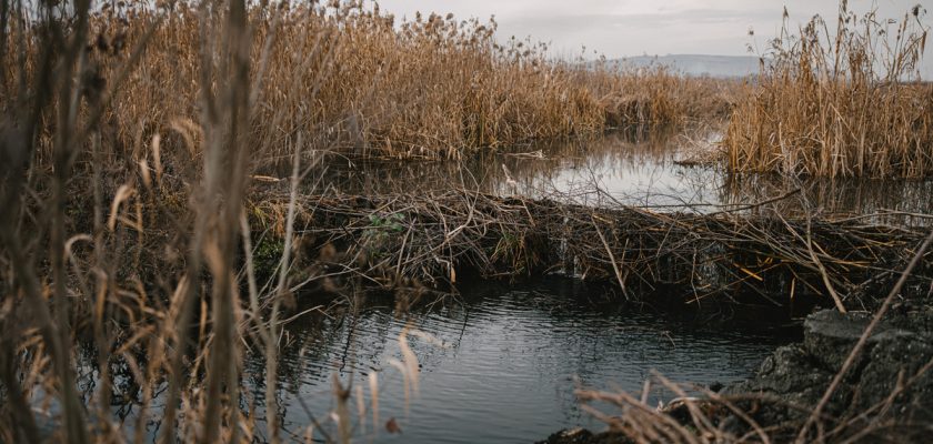 Reziliența apei în muntii Carpați soluții urgente și lecțiile surprinzătoare ale castorilor Miercurea Ciuc, 17 nov 2025
