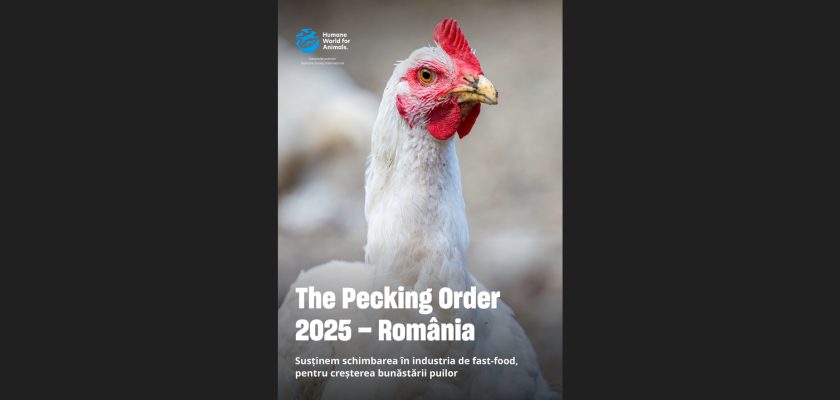 The Pecking Order 2025 România