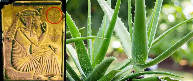 istoric utilizare Aloe Vera medicină cosmetică
