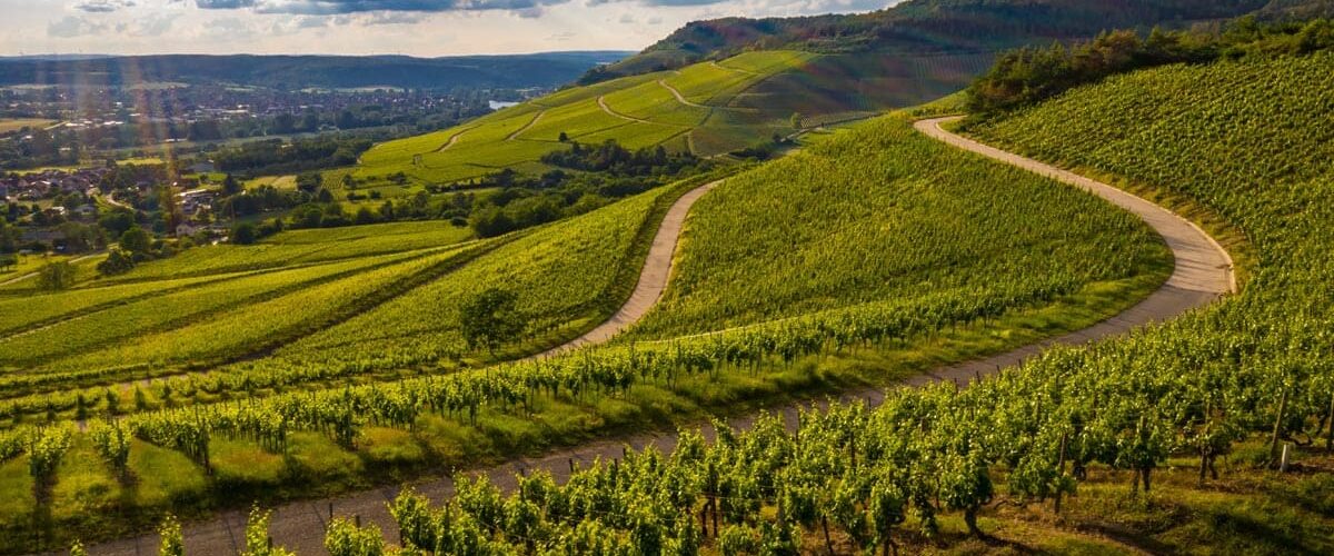 harta interactiva vin, terroir vin, geografie vin, tehnologie vin