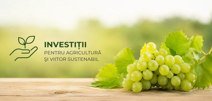 finanțări struguri de masă