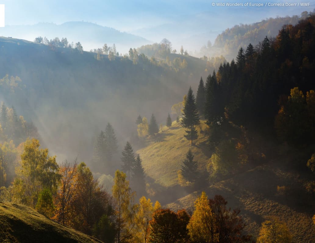 natura padure munte munti