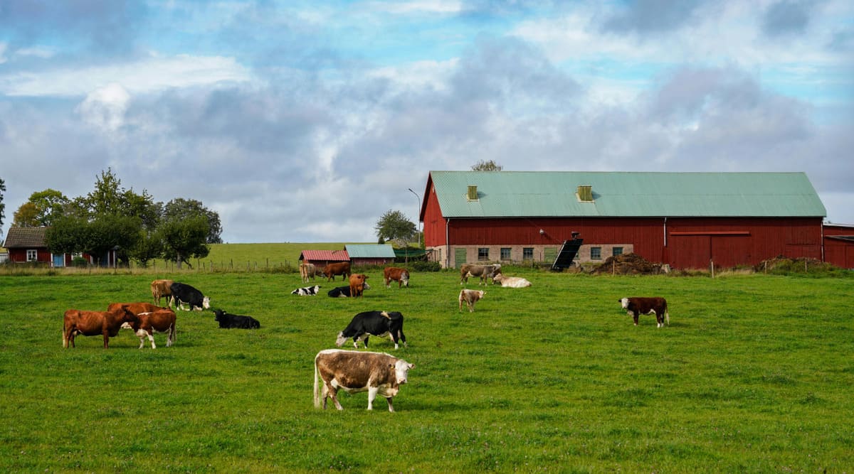 Goodwill Consulting - DR12 - DR14, Poza3 agricultura fermieri vaci pe camp